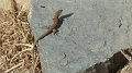 Lizard 3